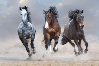 Грациозные лошади бегут на фоне грозового неба