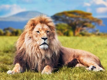 Большой лев, лежащий на траве саванны