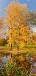 Старые осины с осенними листьями на берегу озера