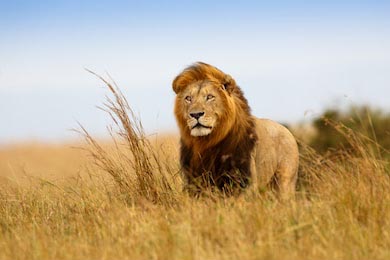 Красивый Лев в золотой траве Масаи Мара, Кения