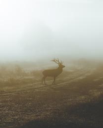 Силуэт оленя в тумане в природном парке