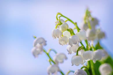 Белые цветы ландыша на фоне голубого неба