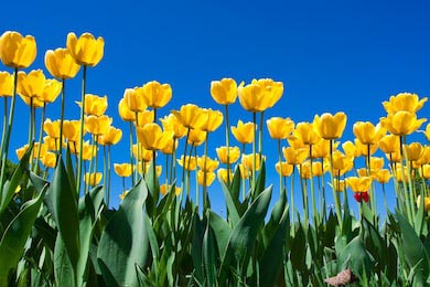 Желтый сад тюльпанов на фоне голубого неба