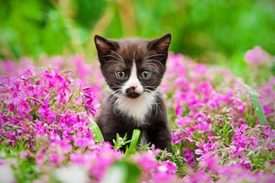 Маленький котенок сидящий в розовых цветах