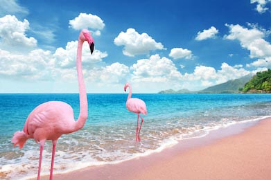 Красивый пляж с розовыми фламинго на берегу моря