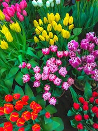 Клумбы с яркими цветами тюльпанов
