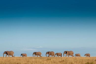 Семья слонов следует в дикие джунгли