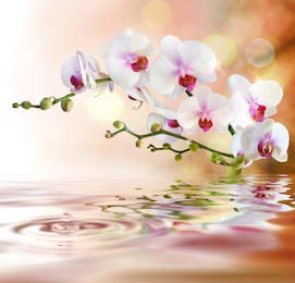 Белые орхидеи на воде с каплей