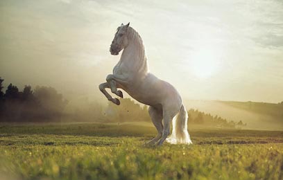 Красивая белая лошадь стоит на двух ногах