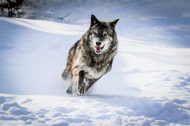 Волк бегущий в зимнем снегу