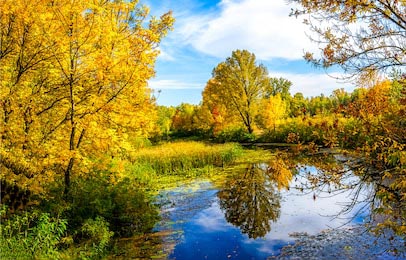 Осенний лес с видом на озеро