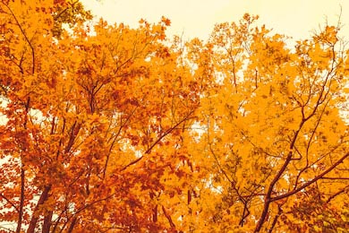 Осенние листья и деревья на открытом воздухе