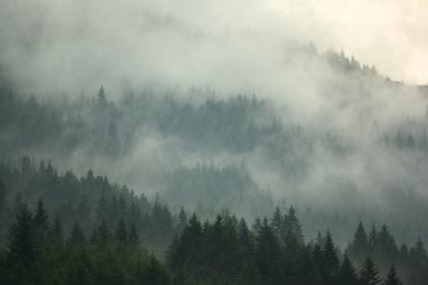 В сосновом лесу в долине утром очень туманно