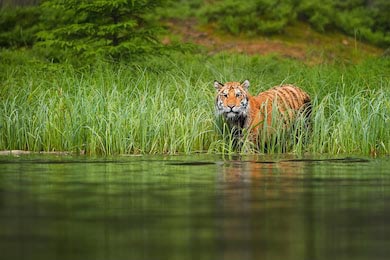 Амурский тигр на берегу переходит через озеро