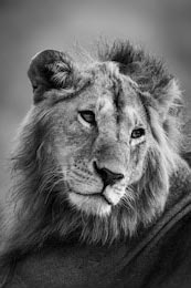 Черное белое фото царя животных льва