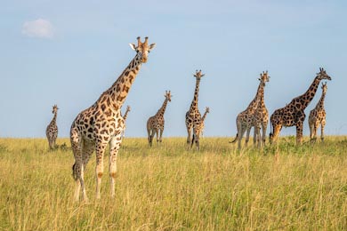 Выглядывающее стадо жирафов в национальном парке
