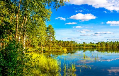 Вода лесного озера летом