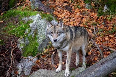 Грустный волк в осеннем лесу