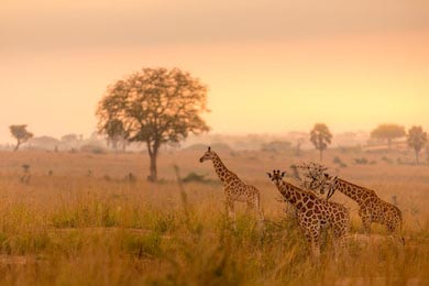 Жирафы на восходе Национальный парк Мерчисон-Фолс