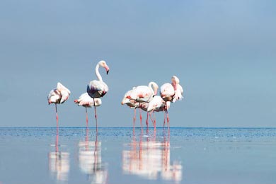Африканские фламинго гуляют вокруг голубой лагуны