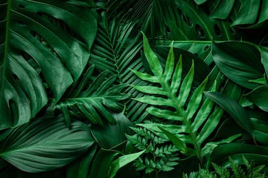 Вид на природу на фоне зеленых листьев и пальм