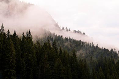 Горы с хвойным лесом затянуты густым туманом 