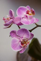 Орхидеи с прожилками крупным планом на светлом фоне