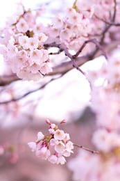Яркие цветы распустившейся сакуры в саду