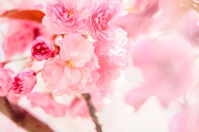 Красивые весенние цветы сакуры 