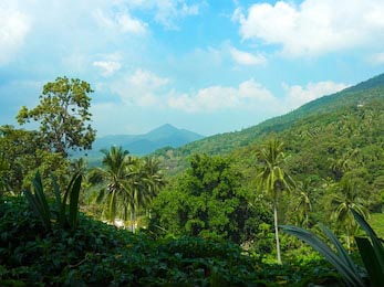  Вид с воздуха на зеленые тайские джунгли 