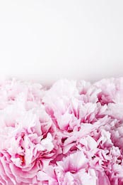Свежие красивые розовые цветы пиона на белом фоне