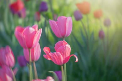Красочные цветущие тюльпаны в свежем зеленом поле