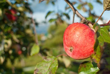 Яблоко с красными боками крупным планом 
