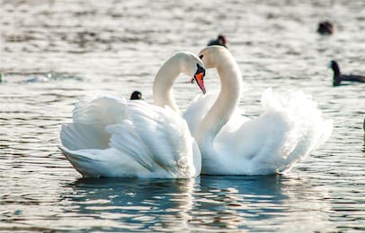  Влюбленная пара двух белых лебедей на воде
