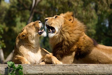 Лев кусает львицу 