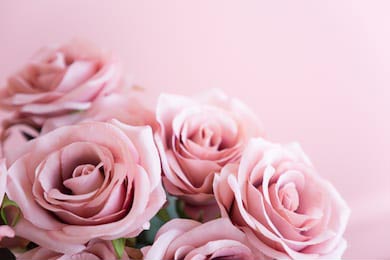 Букет нежно розовых роз на розовом фоне