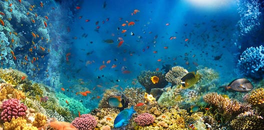 Подводный мир. Риф и рыбы в Красном море в Египте