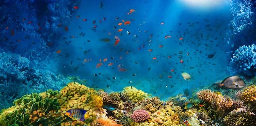 Подводный мир с коралловыми рифами и рыбами