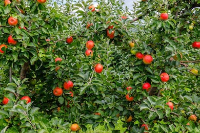 Красочные красные яблоки на дереве в саду