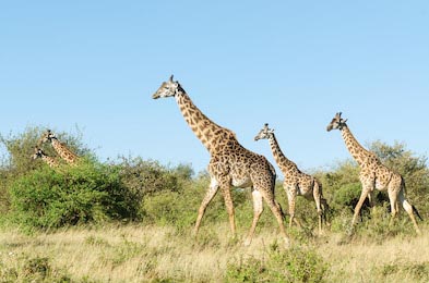 Жирафы гуляют вместе в нацзаповеднике Масаи Мара