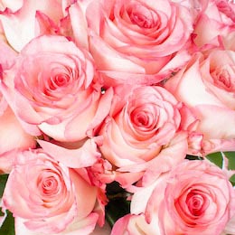 Крупная розовая голландская роза 