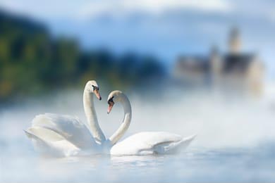 Пара белых лебедей в озере на фоне замка и горы