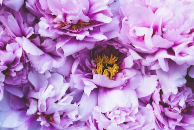 Фиолетово розовые пионы