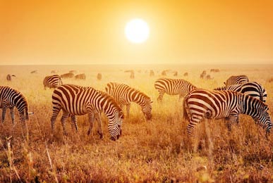 Стадо зебр в саванне на закате в Африке