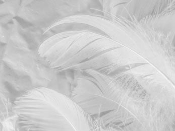 Белые перья на белом фоне и мягкая текстура