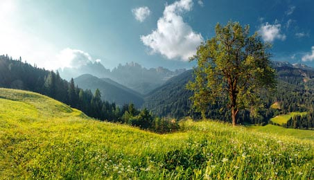 Горы и холмы со свежей травой и одинокое дерево