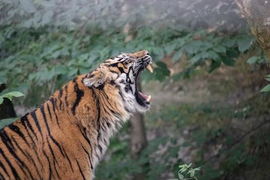 Самка суматранского тигра рычит в зеленом лесу