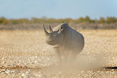 Носорог в засушливом ландшафте нацпарка Этоша