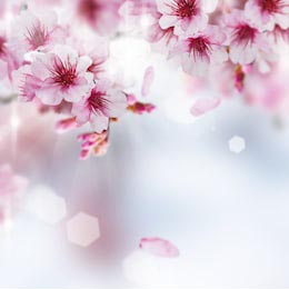 Весеннее цветение сакуры