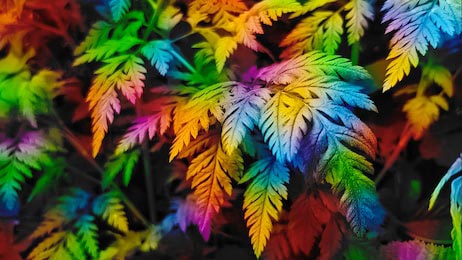 Листья цвета радуги 